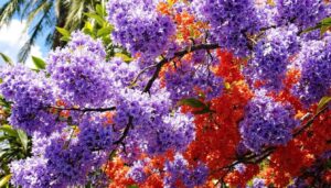 Jacaranda und Flammenbaum: So unterscheiden Sie diese zwei spektakulär blühenden Bäume